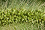 Japanese bristlegrass